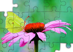 Motyl, Cytrynek,  Gerbera