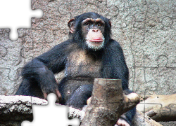 Szympans, Zoo