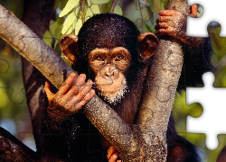 Szympans, Konar
