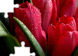 Tulipany, Krople, Wody