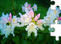 Biały, Rododendron, Krople, Rosy