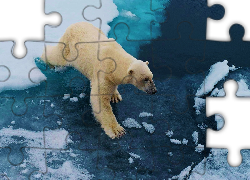 Niedźwiedź, Polarny, Kra, Lód