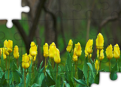 Żółte, Tulipany