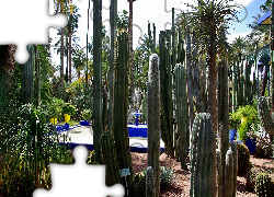 Ogród, Palmy, Kaktusy, Fontanna