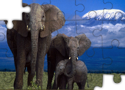 Słonie, Rodzina