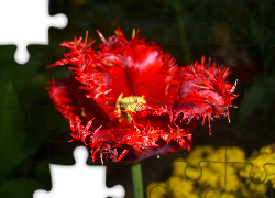 Tulipan, Kwiat, Czerwony, Postrzępiony