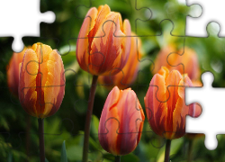 Tulipany