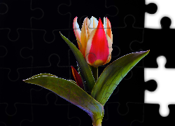 Tulipan, Czarne, Tło
