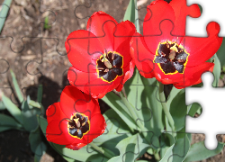 Trzy, Czerwone, Tulipany