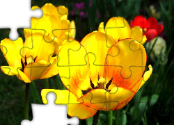 Żółte, Rozkwitnięte, Tulipany