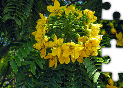 Cassia, Leptophylla, Kwiat, Zbliżenie
