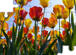 Żółte, Czerwone, Tulipany