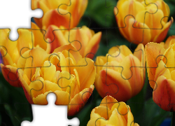 Żółte, Tulipany