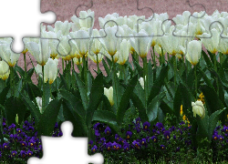 Białe, Tulipany