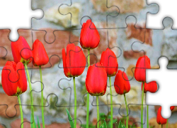 Czerwone, Tulipany
