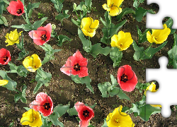 Żółte, Czerwone, Tulipany