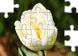 Biały, Tulipan, Krople, Rosy