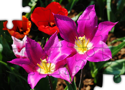 Kolorowe, Tulipany, Pręciki