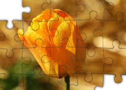 Żółty, Tulipan, Krople, Rosy
