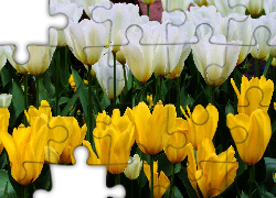 Tulipany