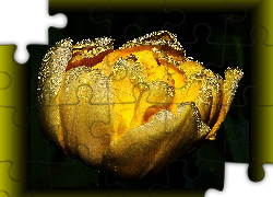 Tulipan, Rosa