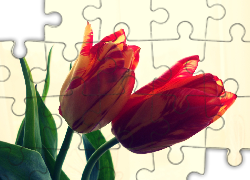 Kwiaty, Tulipany