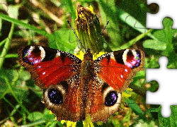 Motyl, Pawik, Zieleń