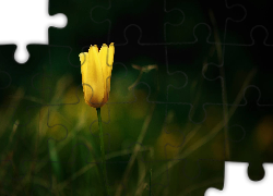 Żółty, Tulipan