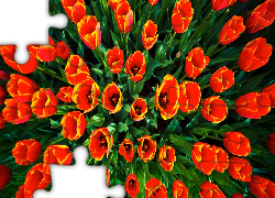 Czerwone, Tulipany