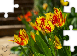 Żółto, Czerwone, Tulipany