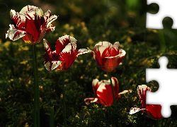 Czerwono, Białe, Tulipany