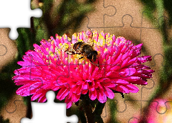 Chryzantema, Pszczoła