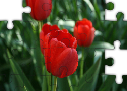 Czerwone, Tulipany