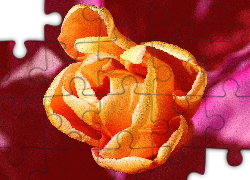 Pomarańczowy, Tulipan, Różowe, Tło