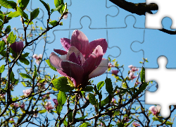 Kwiaty, Magnolii