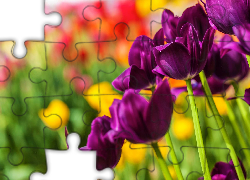 Fioletowe, Tulipany