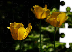 Żółte, Tulipany