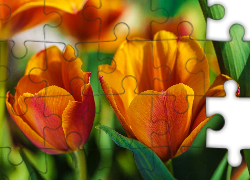 Żółte, Tulipany