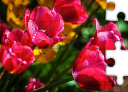 Różowe, Tulipany