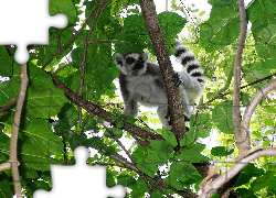 Lemur, Gałęzie, Liście