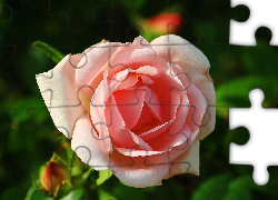 Różowa, Róża, Płatki