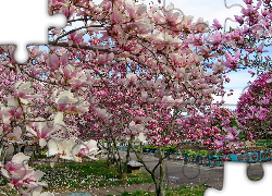 Wiosna, Park, Kwitnąca, Magnolia