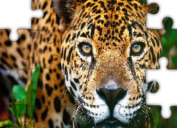 Jaguar, Oczy