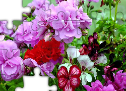 Kolorowe, Kwiaty, Pelargonia