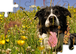 Łąka, Pies, Border collie, Język