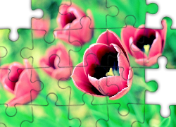 Czerwone, Tulipany