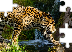 Piękny, Jaguar, Woda