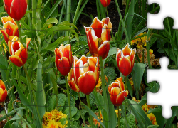 Tulipany, Listki