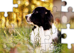 Border Collie, Trawa