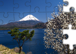 Jezioro, Kwitnące, Drzewo, Góra, Fudżi, Japonia